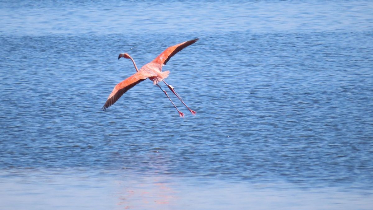 Flamingos Flung Across the Ocean