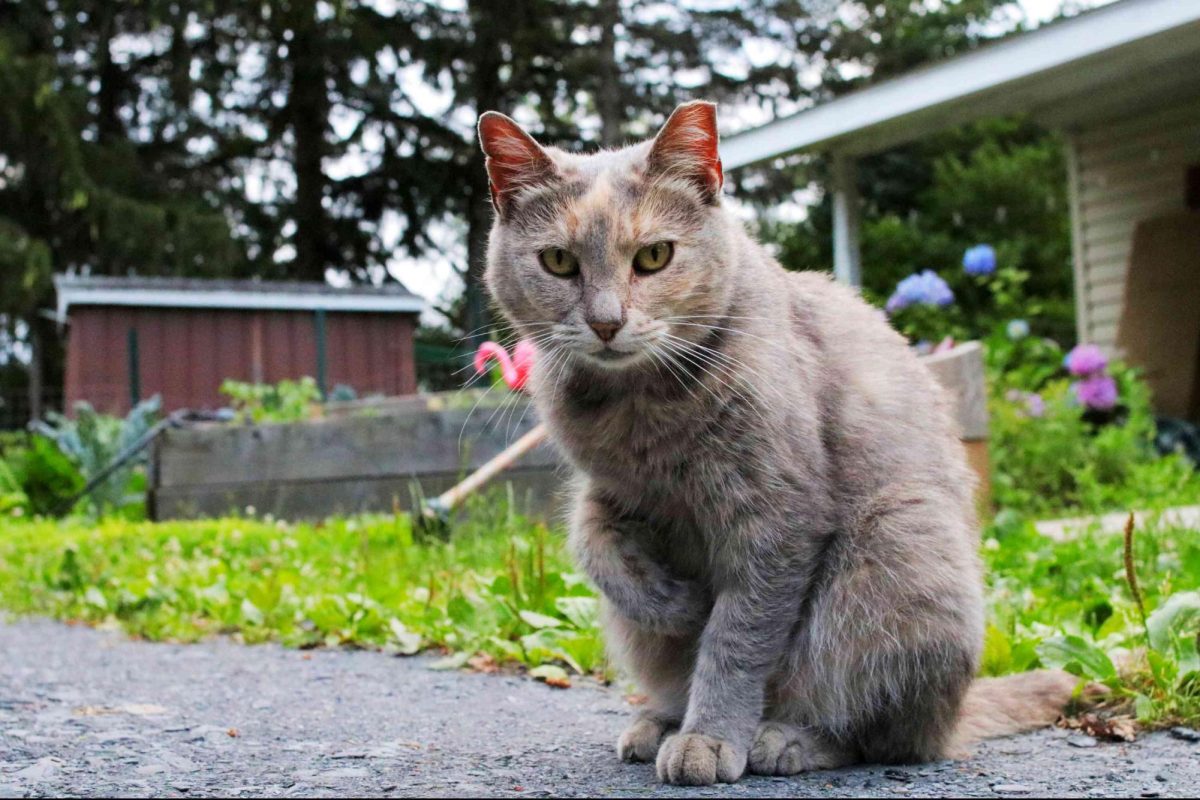 Don't Let Your Cat Outside if You Want to Be a Good Cat Owner